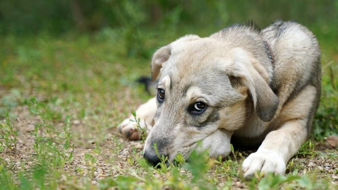 Abandoned Puppies Had Almost Given Up Hope-Until One Stranger Changed Everything 