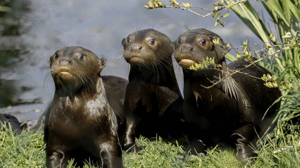 (Chester Zoo via SWNS). 