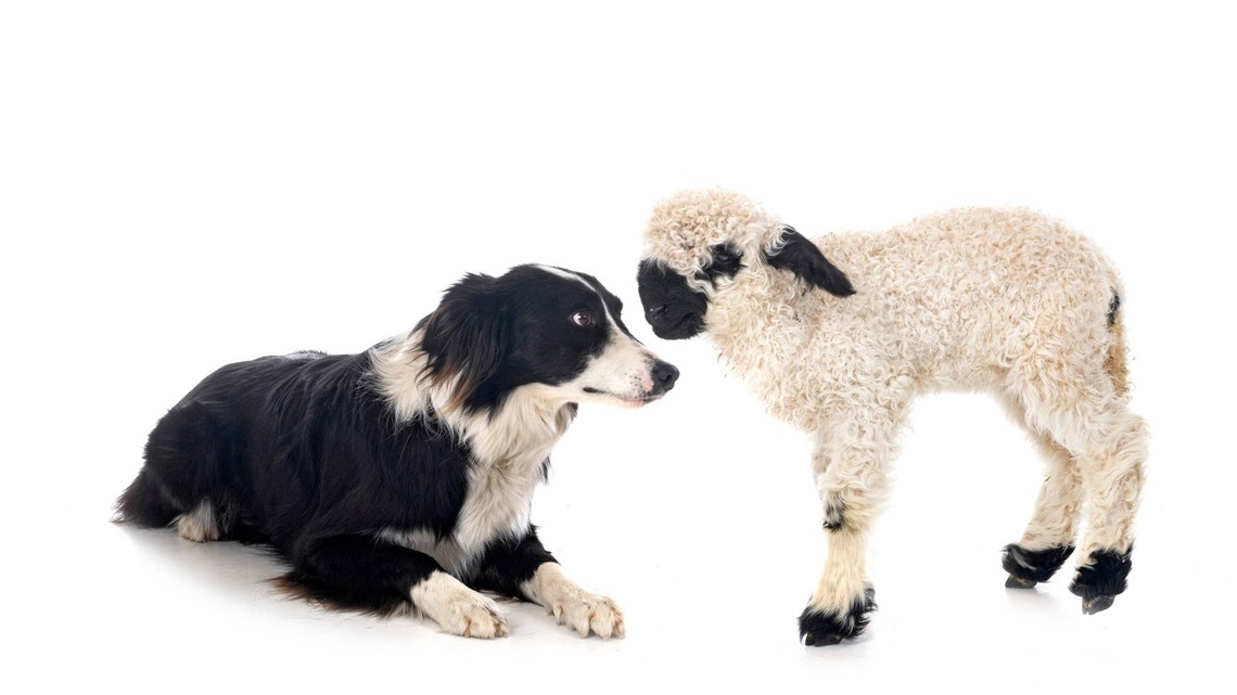 Border Collie Adopts Orphaned Baby Lamb Like a 'Single Mom Who Works Two Jobs' 