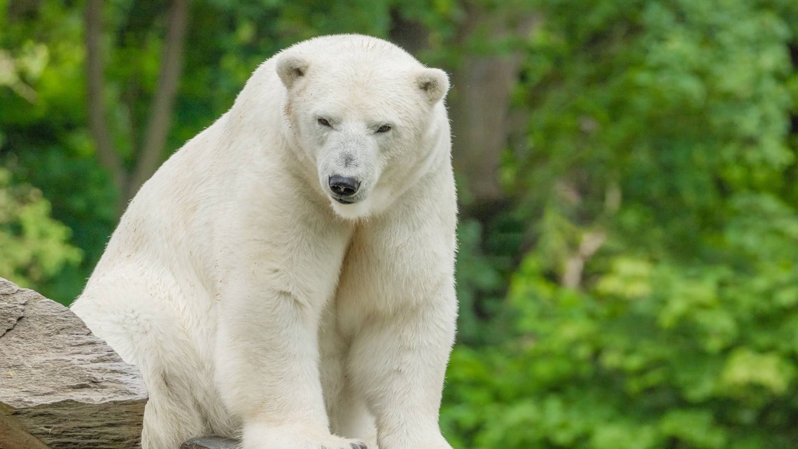 Polar Bears Get a Fun New Enrichment Activity and Have To Dig for Hidden Treats 