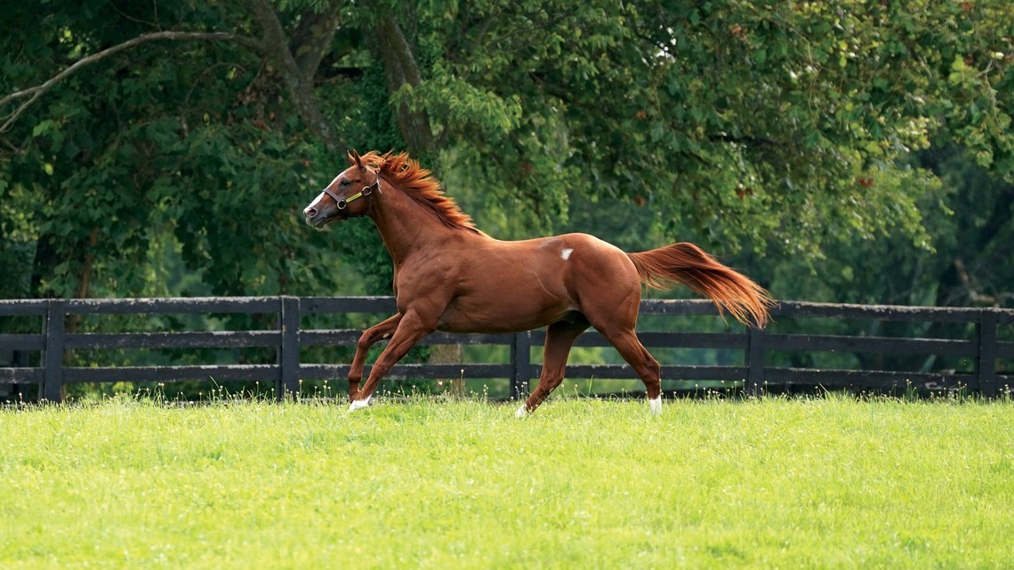 Yearling, Two Horses Of Racing Age Added To Texas Summer Sale 
