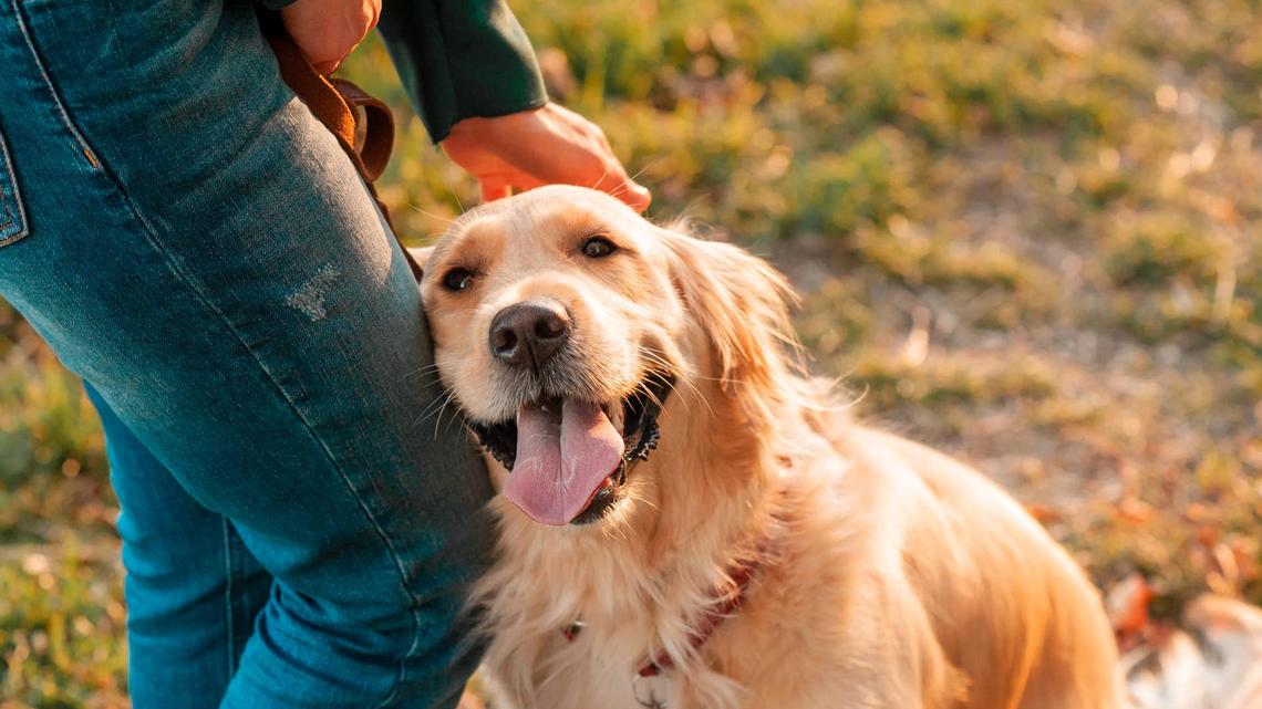 Golden Retriever Loses It When Grandma Arrives With a Surprise Gift 