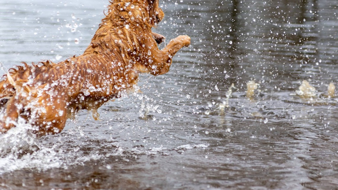 Golden Retrievers Rush To Rescue Dad, but He Never Needed Their Help 