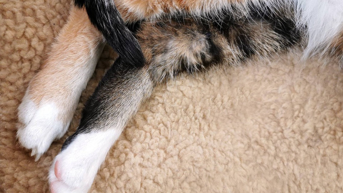 Rescue Cat Gives Birth to Sweet Litter of Marble Cake Pops 