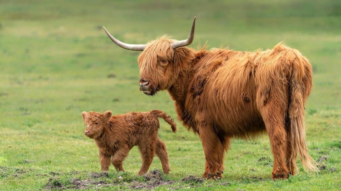 Highland Cow Who Waited 3 Years for a Baby Showers Her New Calf With Endless Affection 