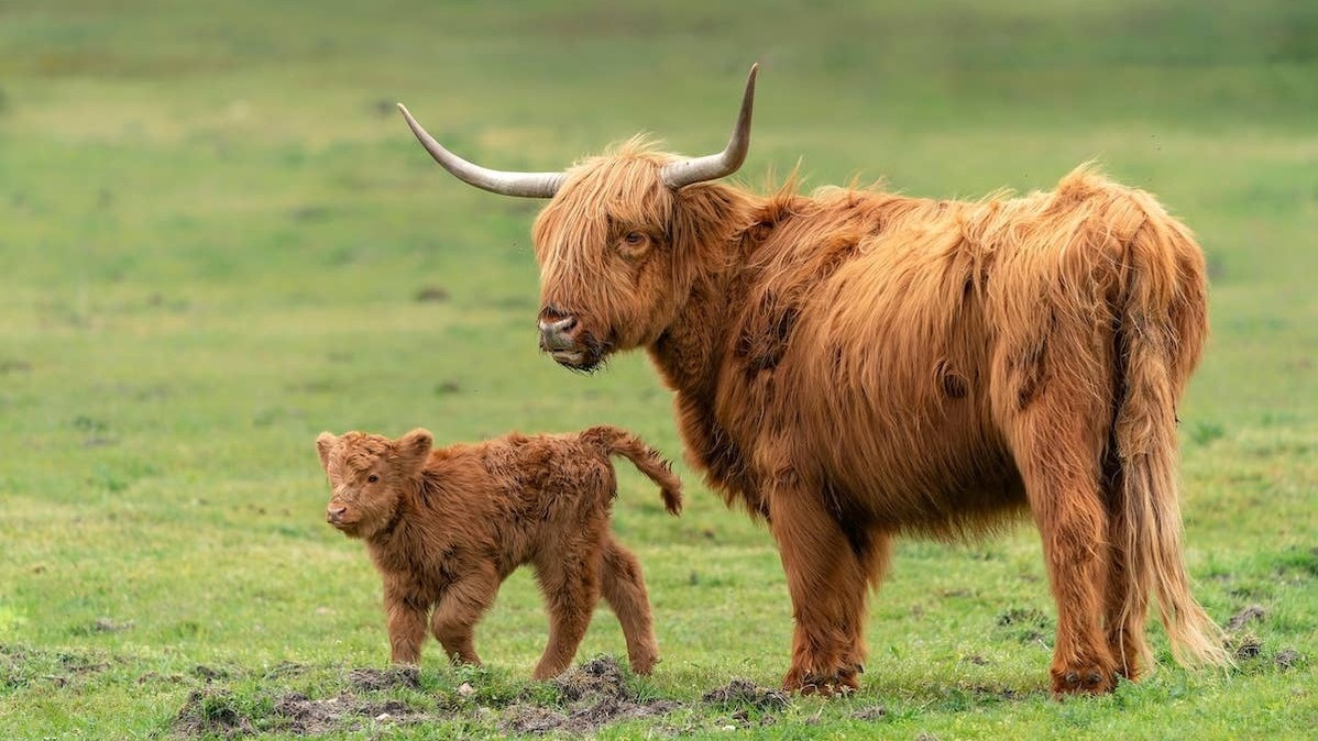 Beautiful Highland Cow cattle with calf. 