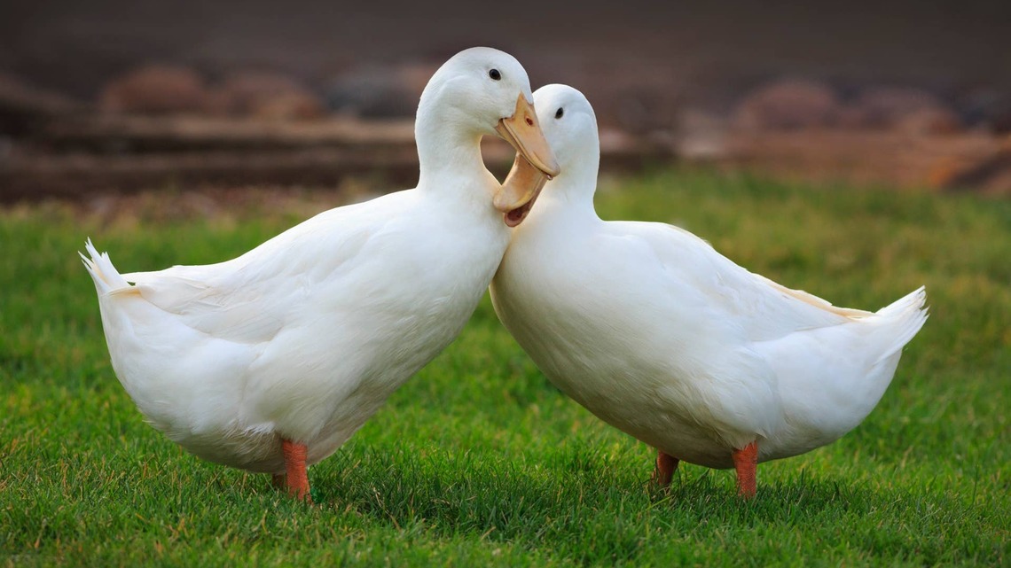Duck Family 'Knocks' on Door Every Day-the Reason Will Make You Smile 