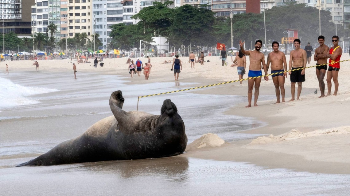 Rare Visitor: An Elephant Seal Is Making His Rounds in Rio de Janeiro