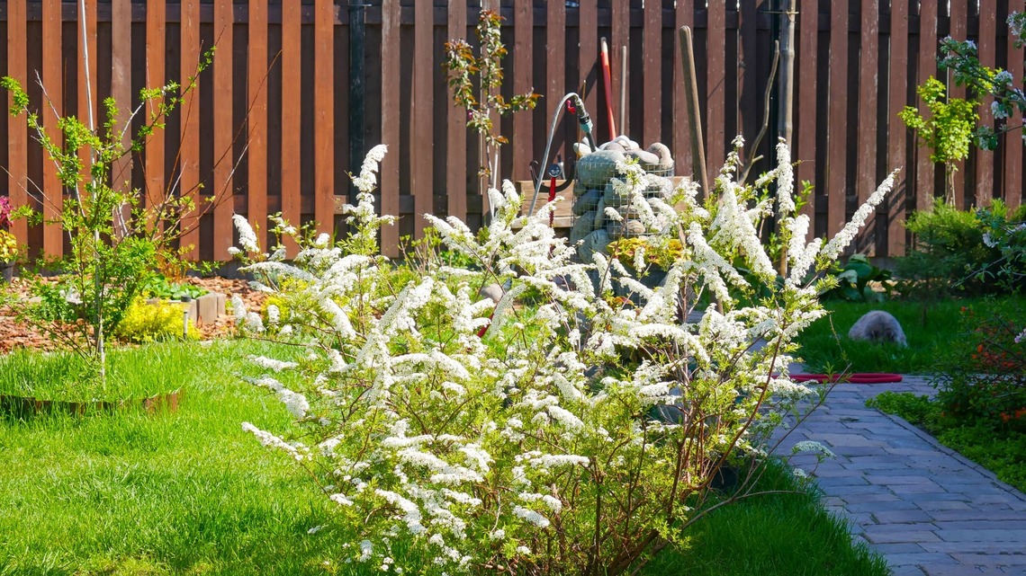 5 Low-Maintenance Flowering Shrubs for Northern Climates Landscaping Pros Recommend 