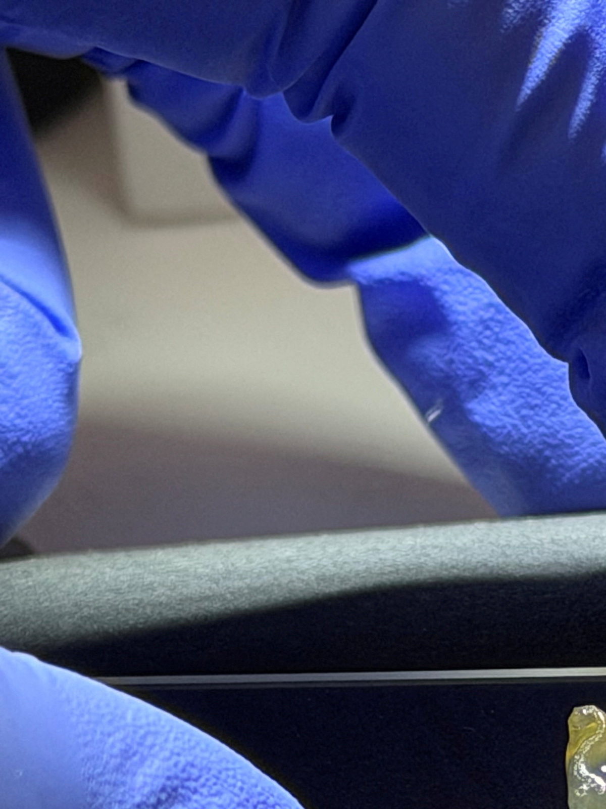 Kidney and liver tissues successfully bioprinted by Auxilium Biotechnologies aboard the International Space Station, marking the first time either tissue type has been manufactured in space, in this undated handout image. Picture taken with a mobile phone. Auxilium Biotechnologies/Handout via REUTERS