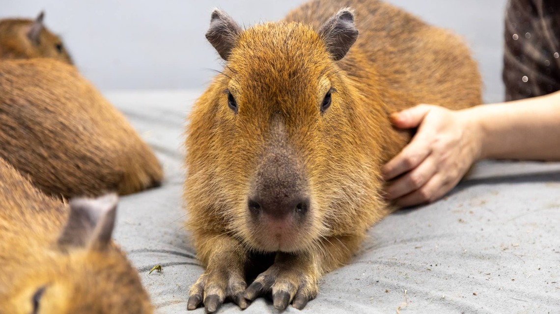 Capybara Gets the Cutest Back Scratches From 2 Adorable Otters 