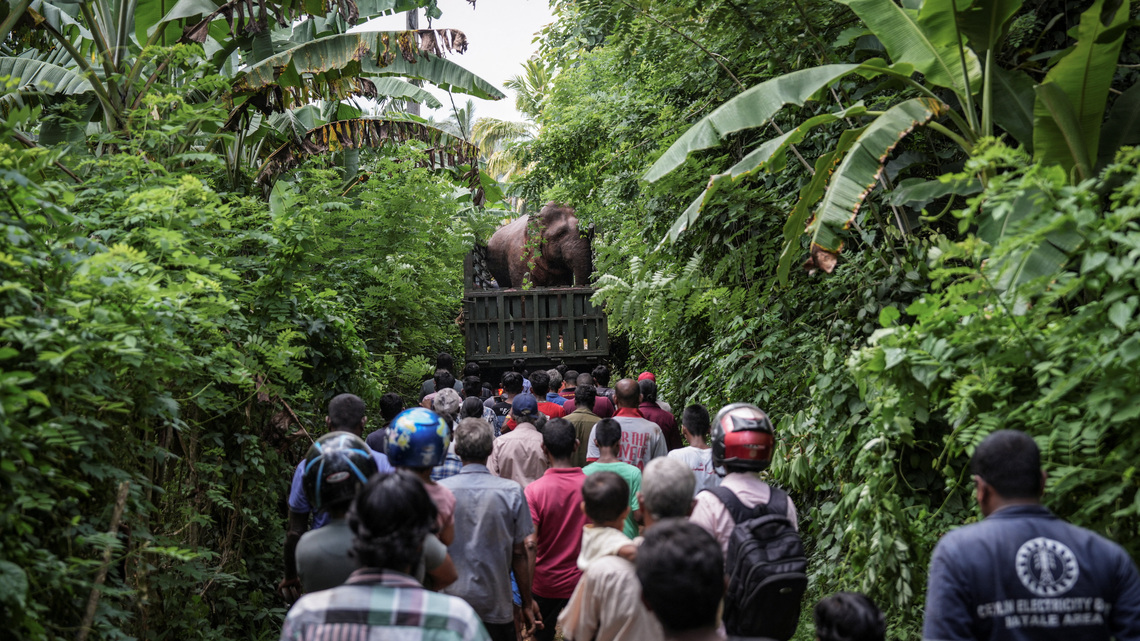 In Sri Lanka, human-elephant conflict takes deadly toll