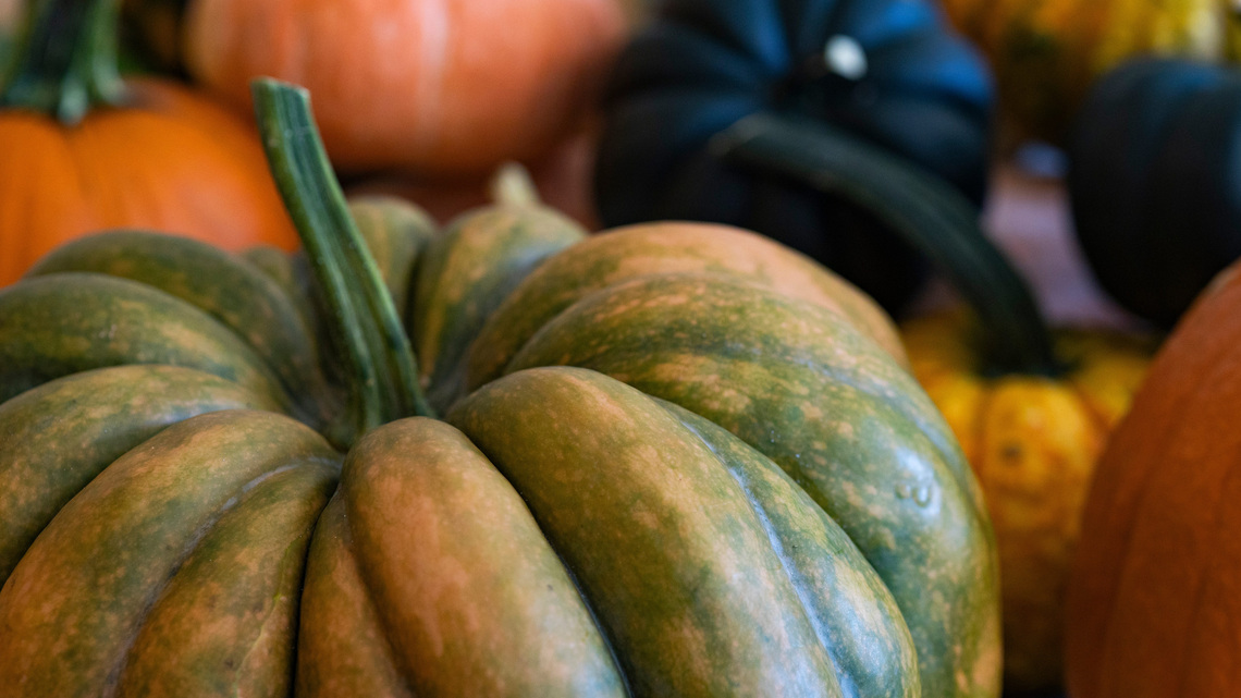 Best plants to grow in your Florida garden this October 
