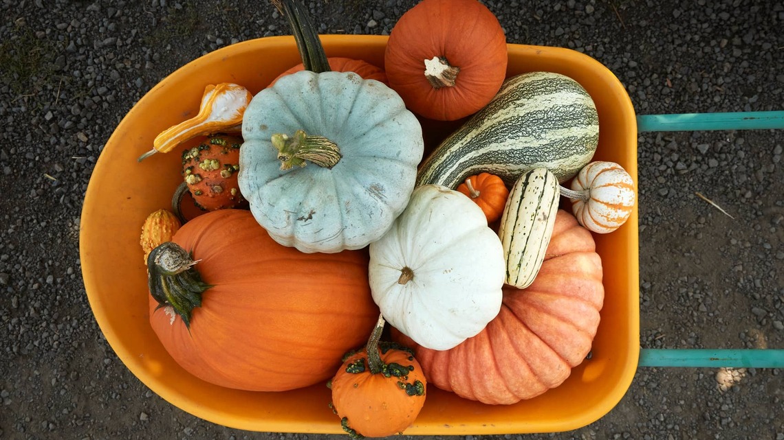 Pumpkins and Gourds Become Gorgeous Vases for Fall Flowers 