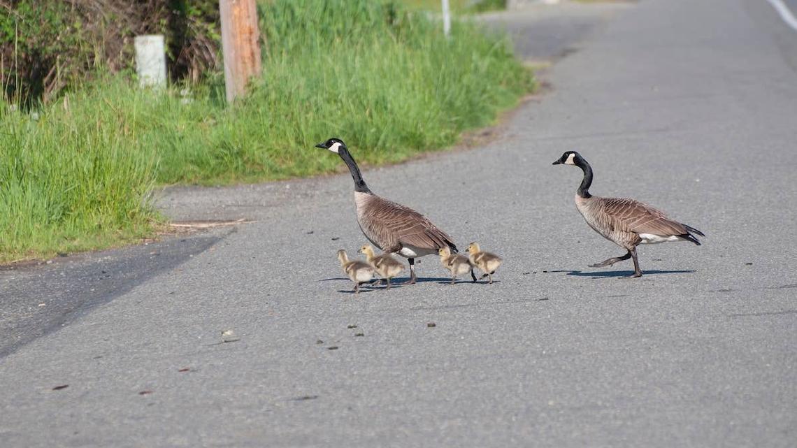 Police Officer Stops Traffic So Family of Geese Can Cross Street Safely 