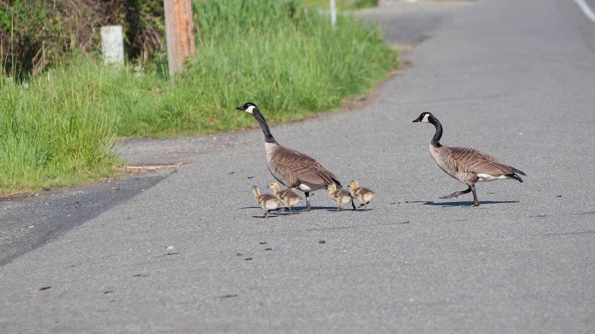 A pair of Canadian Geese help their babies cross the road. 