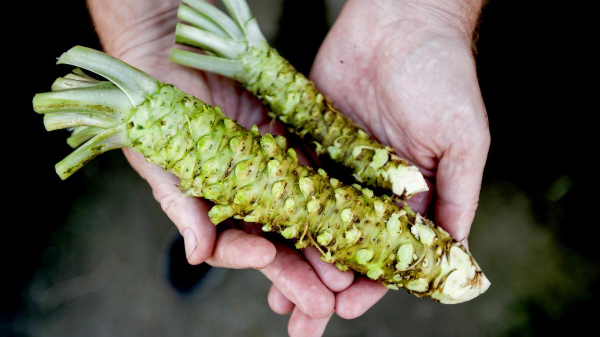 Half Moon Bay Wasabi co-owner Jim Murphy holds wasabi roots on March 27, 2026, in Half Moon Bay. (Dai Sugano/Bay Area News Group/TNS)