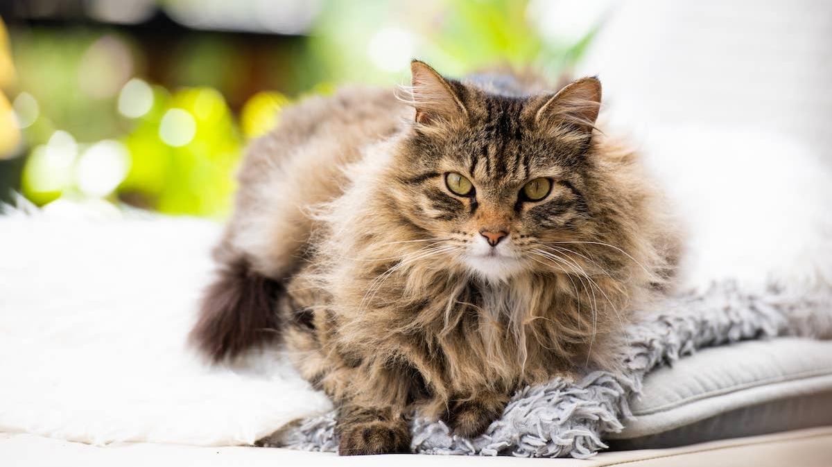 Long hair tabby cat lying down.