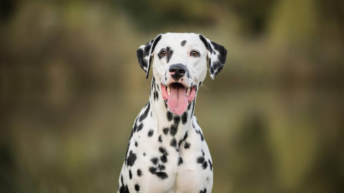 Dalmatian Puppy Has an Oops Moment in the Pool and It's Not What You Think 