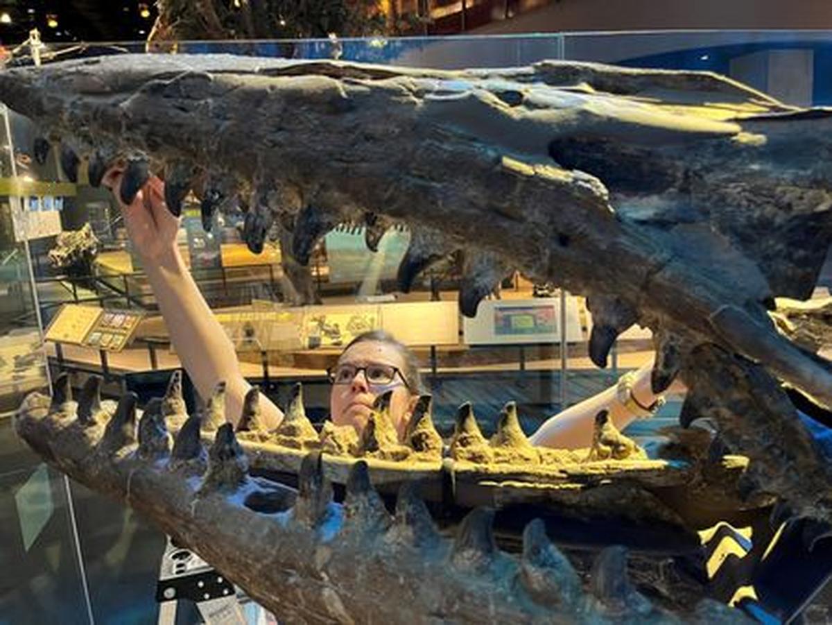Researcher Amelia Zietlow examines the Tylosaurus rex holotype skeleton in February 2023 at the Perot Museum of Nature and Science in Dallas, Texas, U.S. The image was released on May 21, 2026. Courtesy of Perot Museum of Nature and Science/Handout via REUTERS