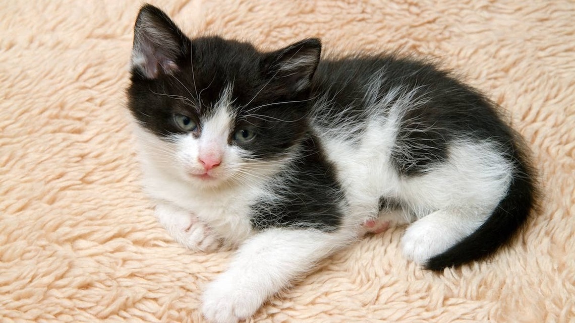 Tiny 'Ink-Dipped' Polydactyl Kitten Looks Like She Was Painted by the World's Most Adorable Little Artist 