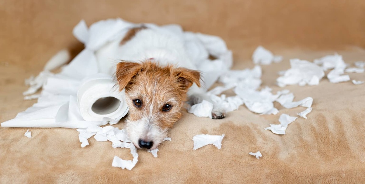  A dog lying in a pile of ripped-up toilet paper.