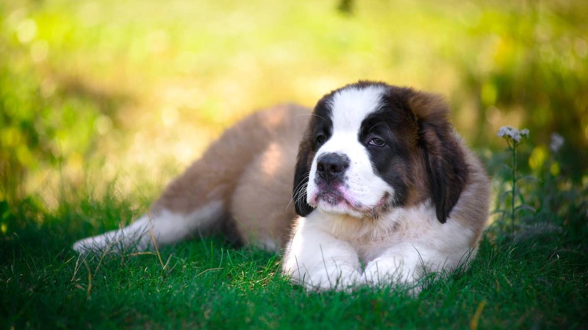 Big Saint Bernard with tongue hanging out.