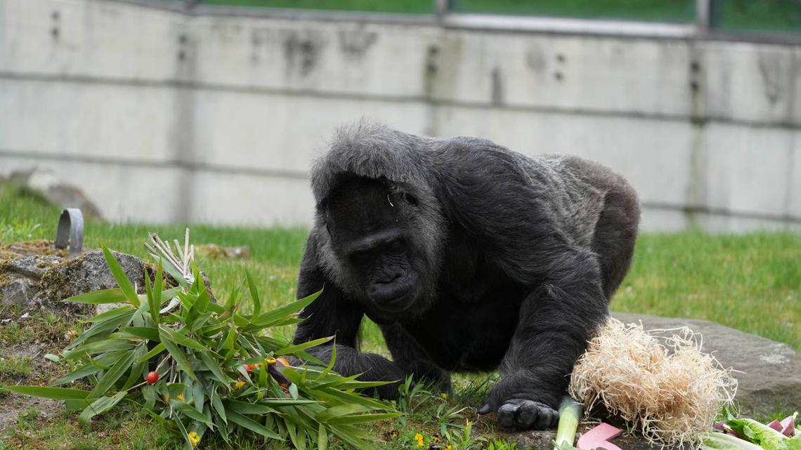 13 April 2026, Berlin: Female gorilla Fatou nibbles fruit from her birthday basket on her 69th birthday at Berlin Zoo. Photo: Sven Kaeuler/dpa (Photo by Sven Kaeuler/picture alliance via Getty Images).