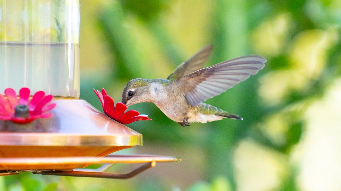Woman Gets a New Hummingbird Feeder and an Unexpected Visitor Stops by for a Drink 