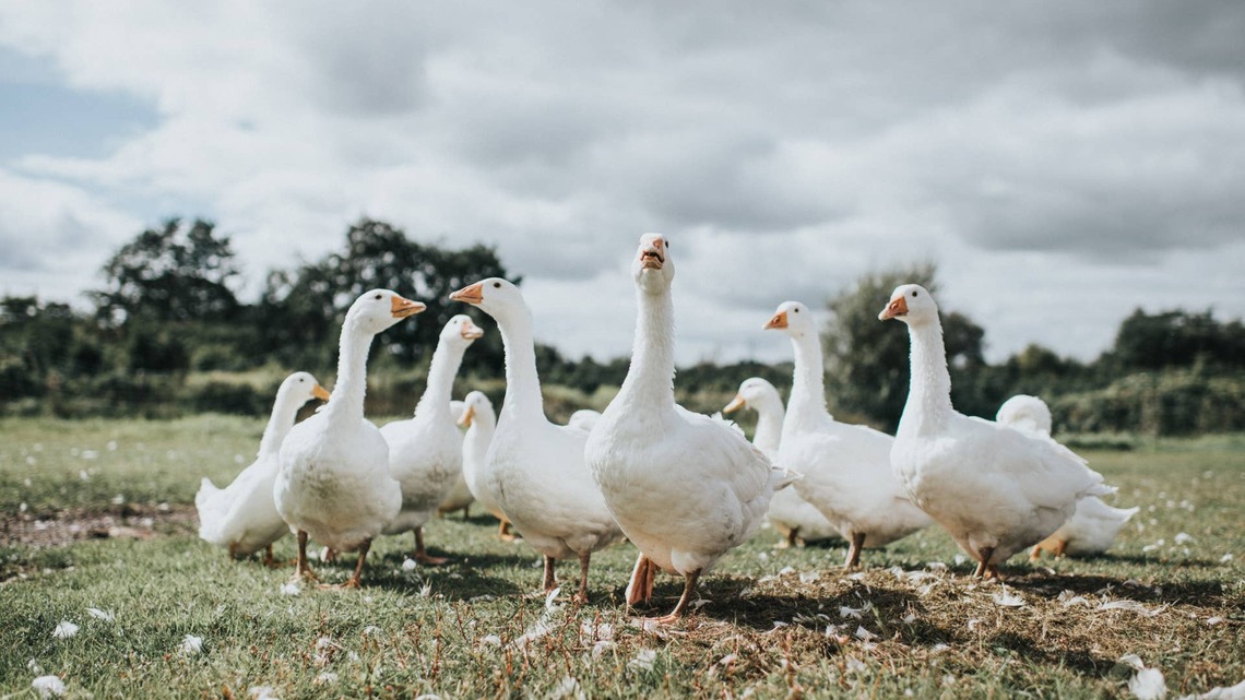 Woman Tells Her 250 Ducks and Geese To Go To Bed, and They Do!