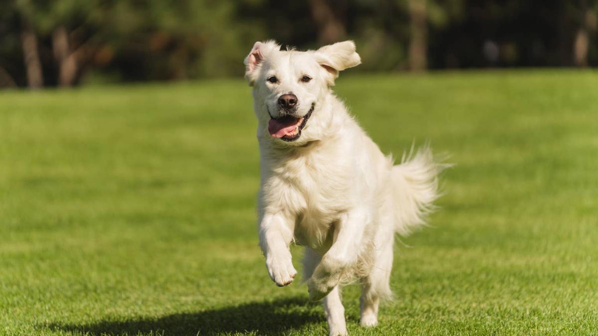 Golden Retriever. 