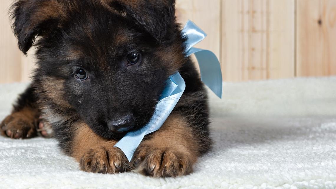 German Shepherd Puppy Busts Out of His Playpen Like a Tiny Jailbreaker 