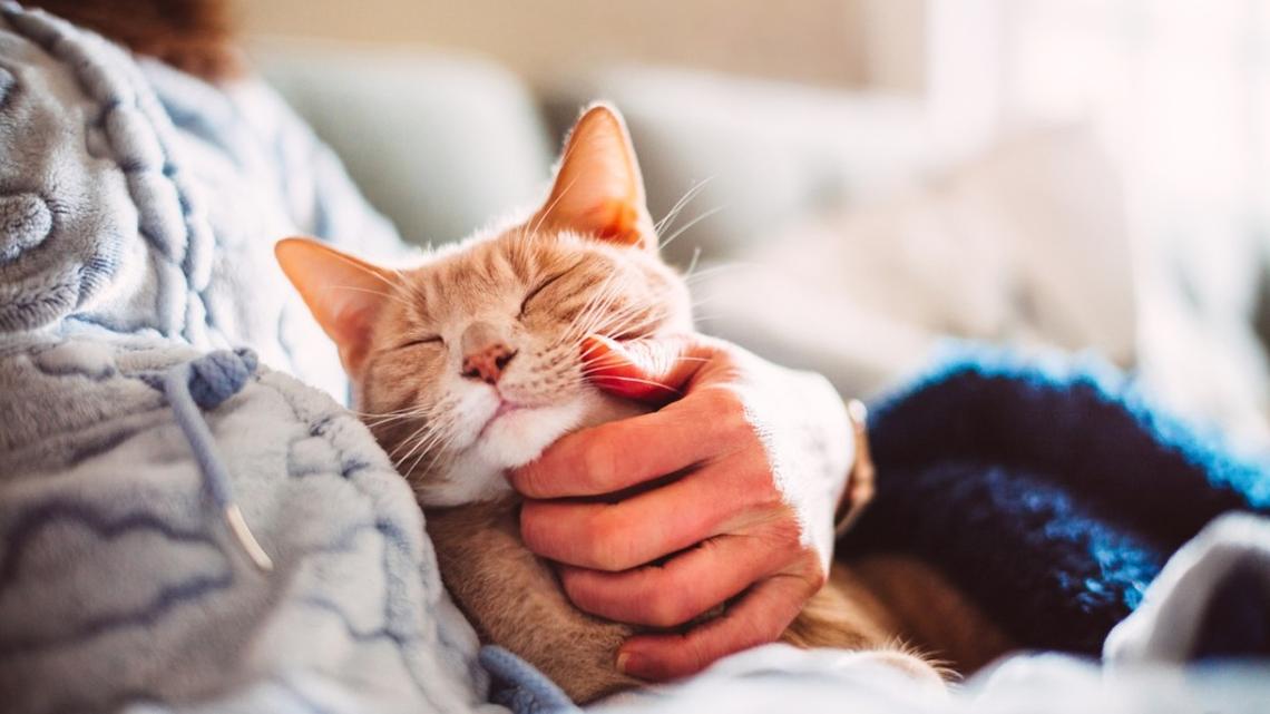 7 Funny Ways Cats Communicate With Their Owners 