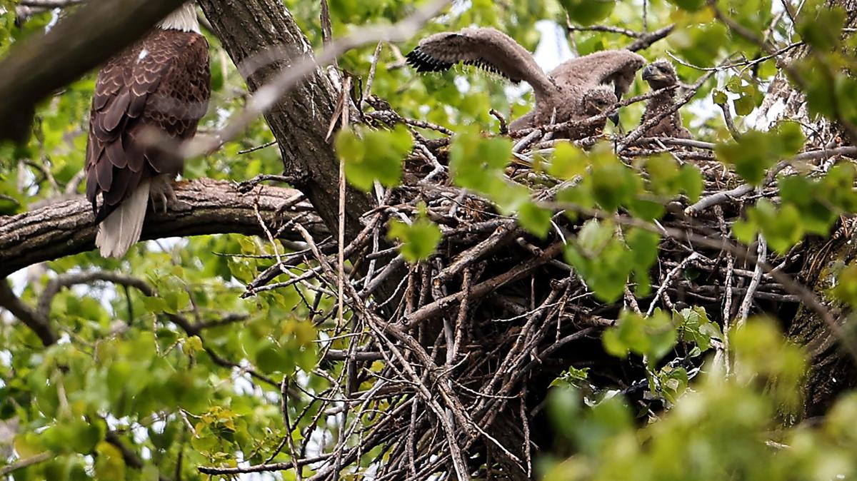 Two eaglets are seen in their nest, right, in Chicago's South Deering neighborhood while an eagle stands watch on Thursday, May 7, 2026. (Chris Sweda/Chicago Tribune/TNS)