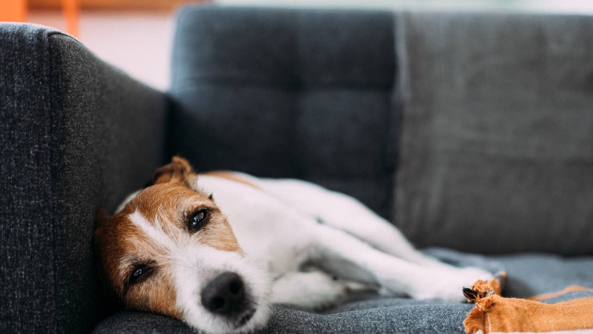 Parson Russell Terrier lying on a sofa. 