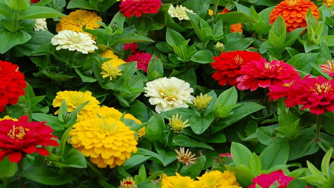 7 Fast-Growing Flowers for Quick Color in Your Garden