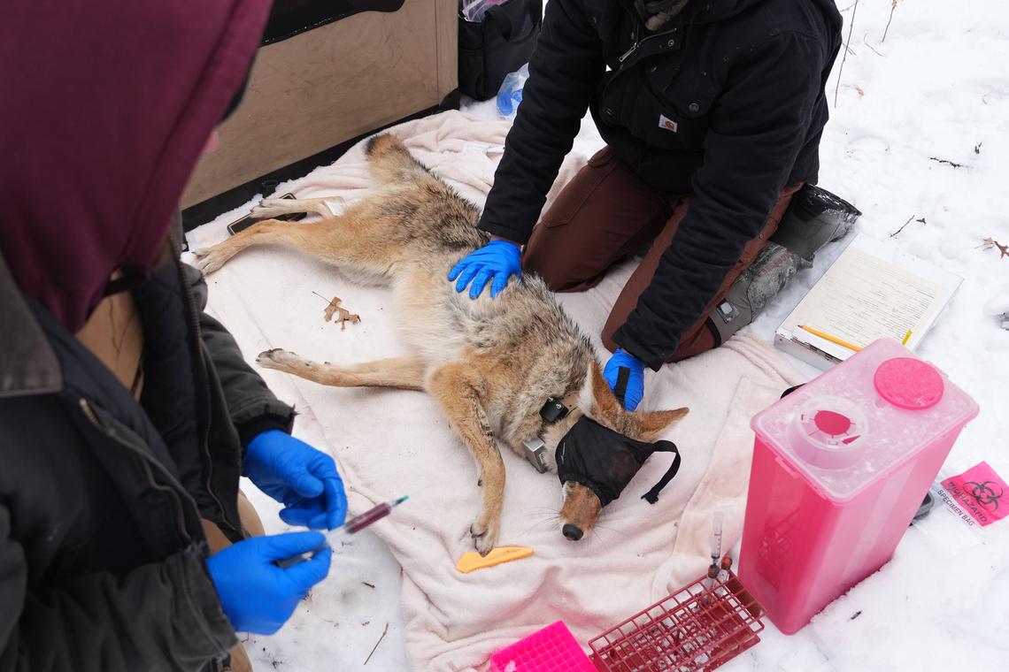 Anthony Soufflé/Minnesota Star Tribune/TNS