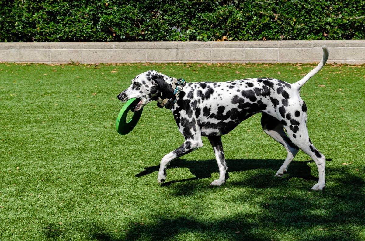  A high-energy Dalmatian playing in a yard.