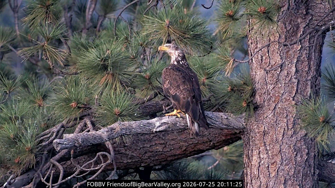 Lookin' for love? Who is Jolene, the bald eagle in Jackie's territory 