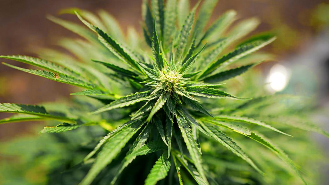 Youth cannabis use continues to decline in Minnesota after legalization 