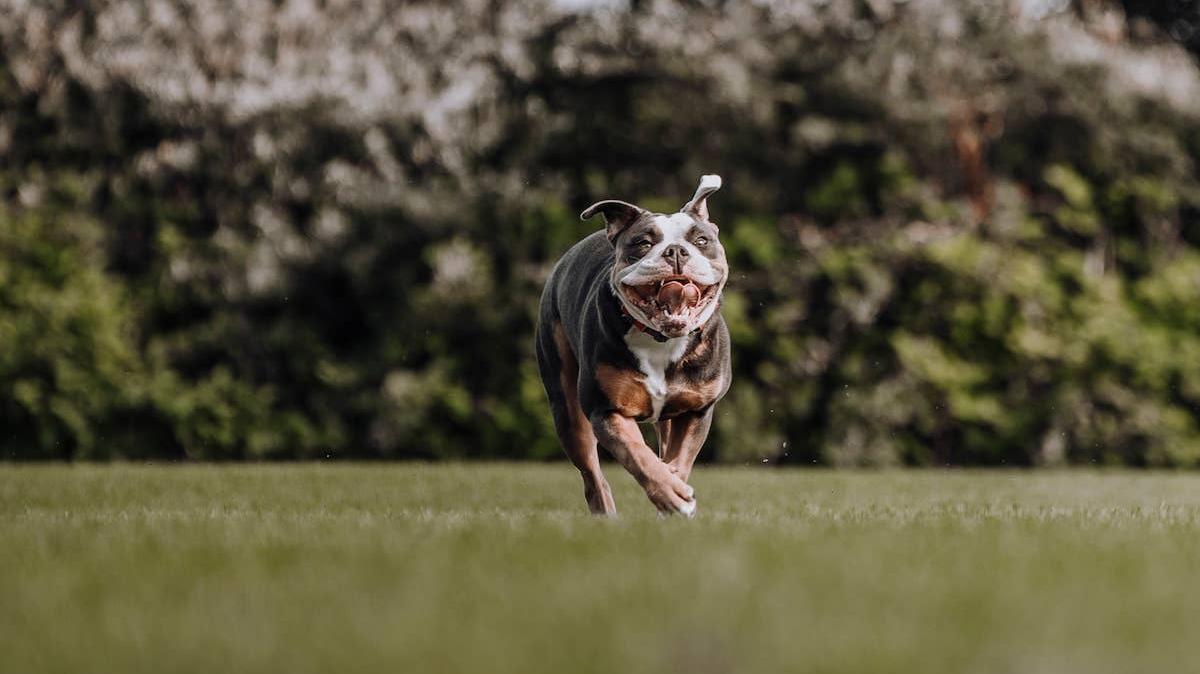 A beautiful Old English Bulldog running. 