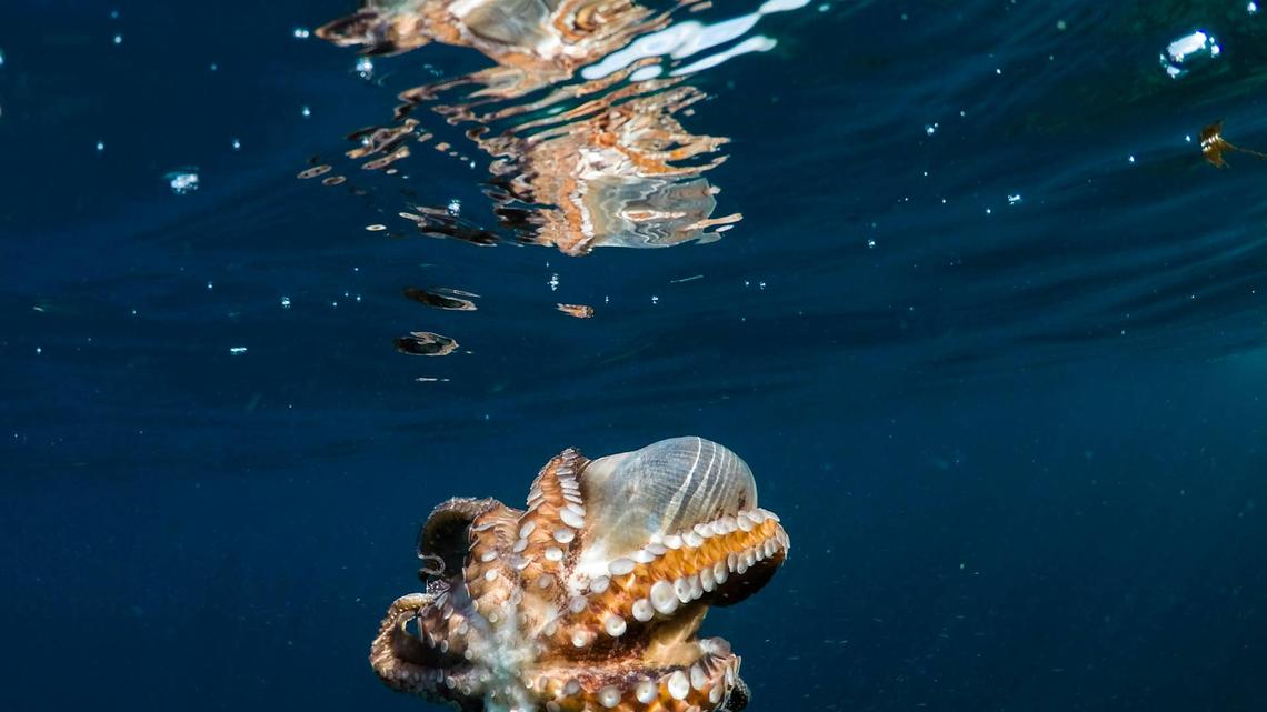 Lucky Diver Captures Video of Rare Octopus Disappearing Into the Sand 