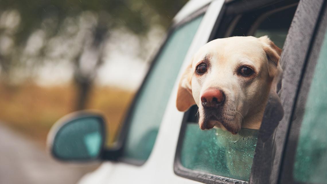 From a legal standpoint, leaving a dog in a hot car is increasingly recognized for what it is: cruelty to animals, writes Blair Patrick Schuyler. (JaromIr Chalabala/Dreamstime/TNS)