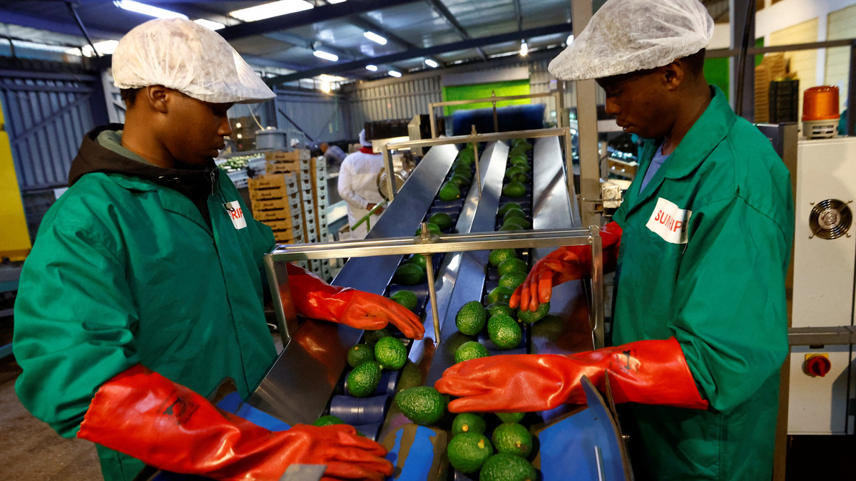 Workers sort avocados for export to Chinese markets, at the Sunripe fresh fruits exporters factory in Limuru district of Kiambu County near Nairobi, Kenya June 4, 2026. REUTERS/Thomas Mukoya