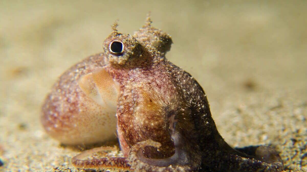 A tiny octopus.