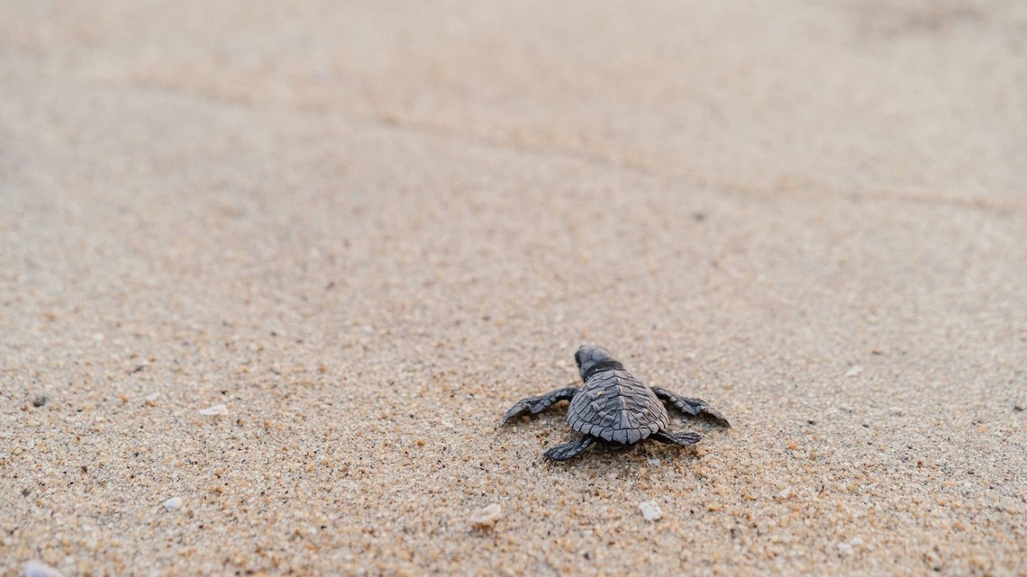 California Makes History With First-Ever West Coast Sea Turtle Nesting Caught on Video-Watch Here 