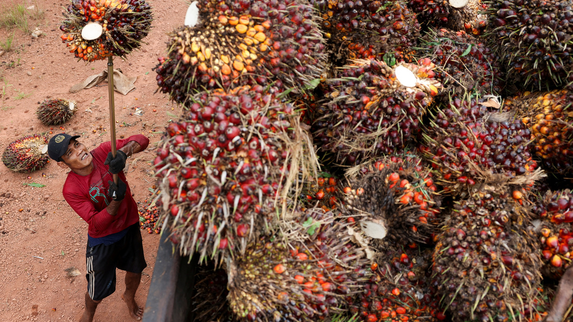 El Niño-powered drought leaves Indonesian palm farmers high and dry as river recedes 
