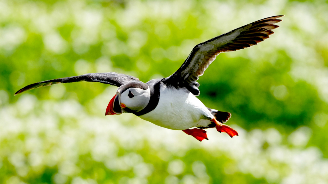 Find big nature, quiet hikes and remote villages in the Faroe Islands 