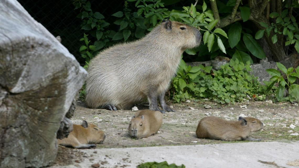 NJ’s Cape May Zoo Just Had Two Capybara Pups, the World’s Largest Rodent