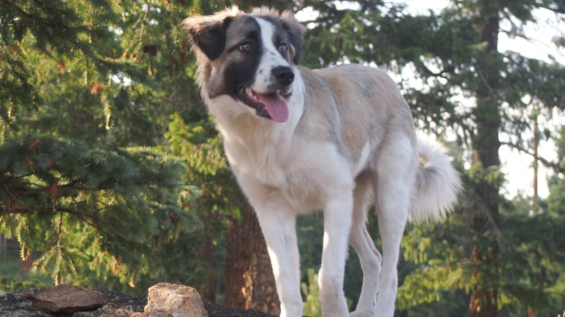 Great Pyrenees Foster Puppy Digs in the Yard For the First Time Since Losing a Leg to Amputation, and Everyone's Crying 